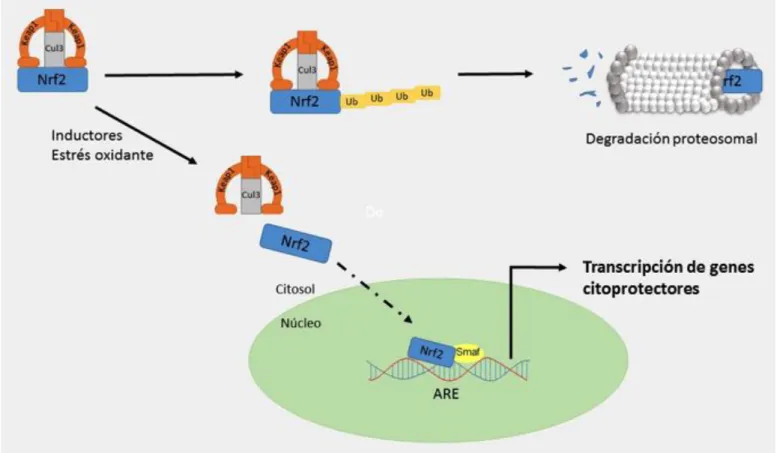Figura 3. Mecanismo de acción de Nrf2. En condiciones basales, el factor de transcripción Nrf2 se encuentra en 