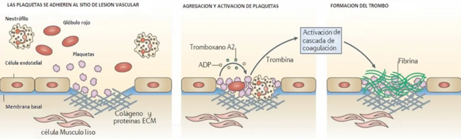Figura 1.  Funciones de la plaqueta en la hemostasia. El principal papel fisiológico de la plaqueta se cree que es la 