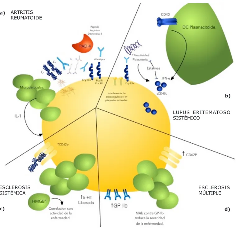 Figura 3.  Las Plaquetas en enfermedades autoinmunes. a) ARTRITIS REUMATOIDE: El Fibrinógeno, vimentina, colágeno tipo  II y enolasa se transforman en autoantígenos al ser modificados postraslacionalmente por la enzima deaminasa de  peptidi-larginina (PAD4