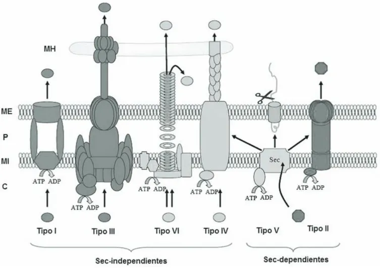 Figura 4. Representación de los sistemas de secreción de proteínas en bacterias Gram negativas
