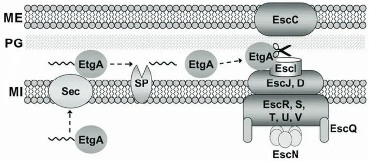 Figura 5. Modelo de la participación de EtgA en el ensamblaje del SST3 de virulencia de EPEC