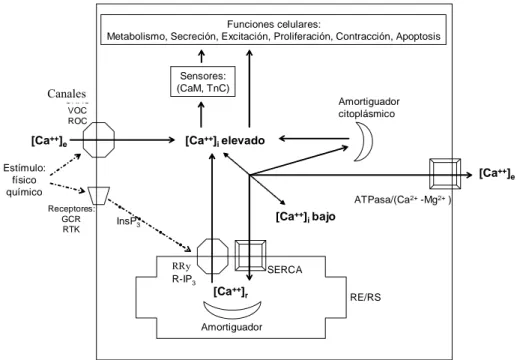 Figura 1. Esquema de los mecanismos que regulan la concentración de calcio intracelular libre