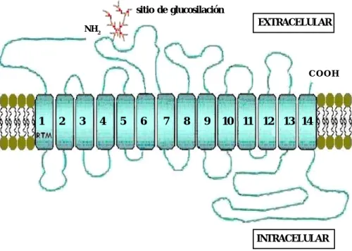 Figura 1.  Representación de la estructura de los sistemas de transporte SGLT. Presentan 14