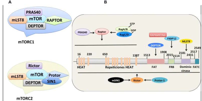 Figura  1.  Dominios  de  la  proteína  mTor  y  los  componentes  de  mTORC1  y  mTORC2
