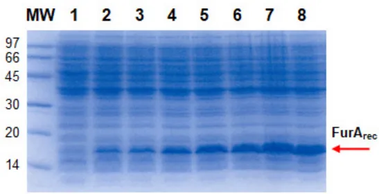 Figura 2. Cambio en el nivel de expresión de la proteína FurA de Anabaena sp. PCC 7120 tras 30 min (3), 1 hora 