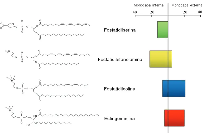 Figura 2.  Asimetría  lipídica  de  la  membrana  plasmática.  Estructura  química  y  porcentaje  constitutivo  de  los  principales lípidos de la membrana plasmática en sus monocapas externa e interna.