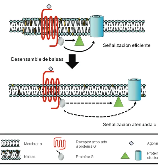 Figura 4. Balsas de membrana y señalización.  Las balsas de membrana favorecen la transducción de señales  extracelulares al actuar como estructuras de andamiaje donde convergen distintos elementos implicados en las  vías de señalización