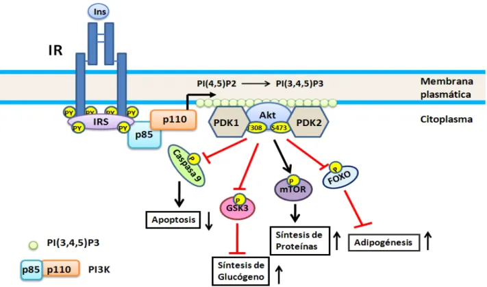 Figura 3.  Activación de la vía de la PI3K/Akt  por la insulina. Esta vía representa el principal mecanismo por el que la insulina ejerce sus