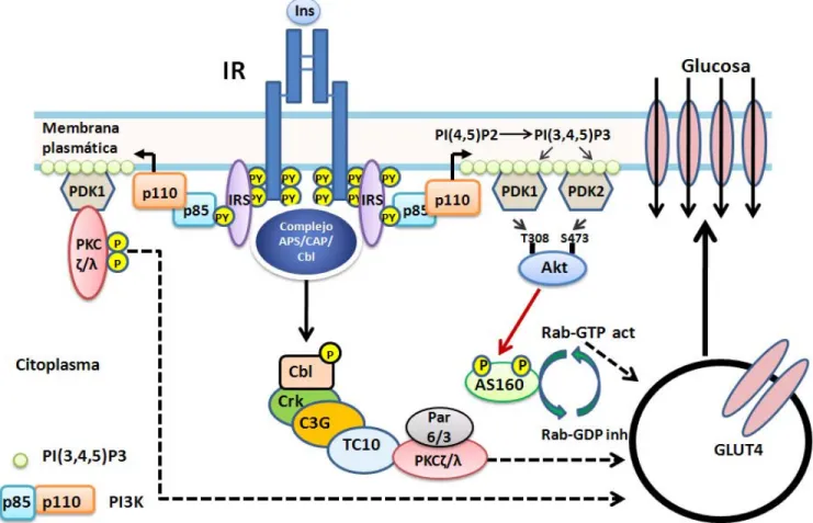 Figura 4.    Regulación del transporte de glucosa por la insulina. La insulina promueve la translocación del transportador GLUT4 de compartimentos intracelulares a la membrana plasmática