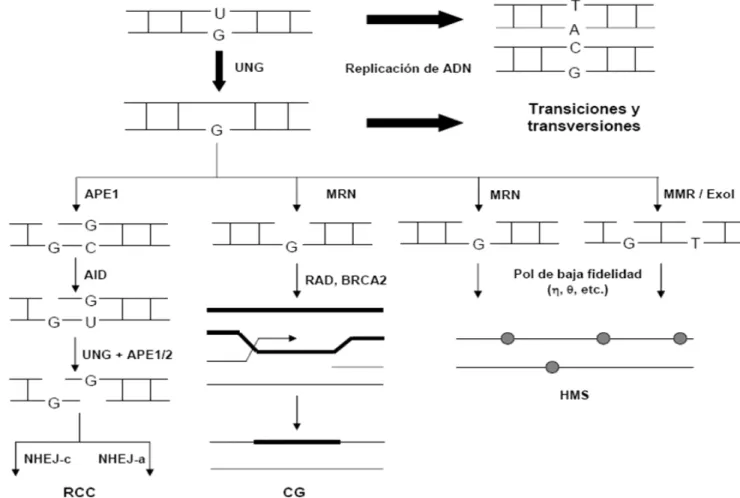 Figura 4.   Diversificación secundaria de inmunoglobulinas. La replicación de ADN genera transiciones si ocurre antes de la escisión del uracilo introducido por AID, y transiciones y transversiones si ocurre posterior a la acción de la UNG