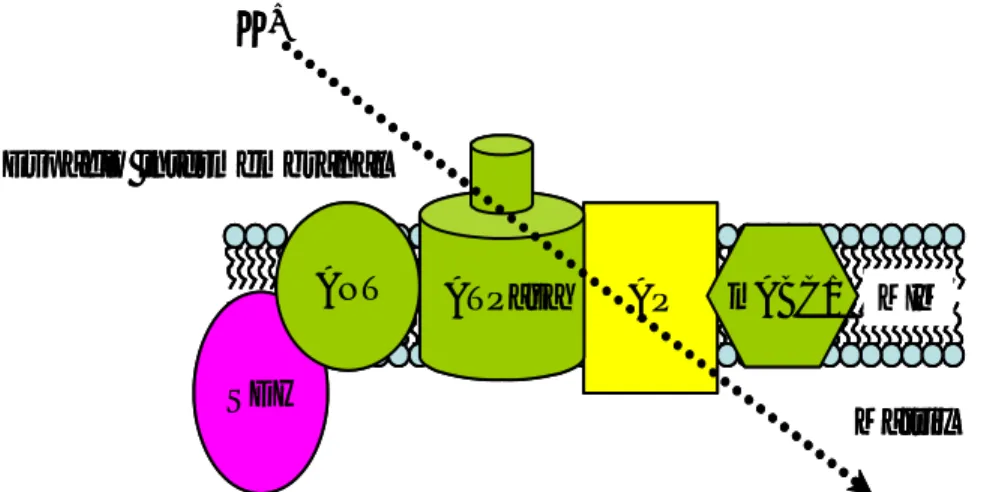 Figura 2.  Representación esquemática  del supercomplejo mitocondrial que presenta actividad de canal  mitK ATP 