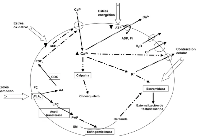 Figura 1. Mecanismos moleculares del proceso apoptótico en eritrocitos. Esquema de un eritrocito en eriptosis