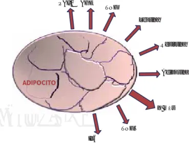 Figura 1.  El adipocito genera gran cantidad de sustancias llamadas  adipocinas que actúan de manera paracrina, endocrina y autocrina
