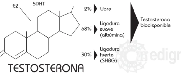 Figura 1. Biodisponibilidad de la testosterona endógena.
