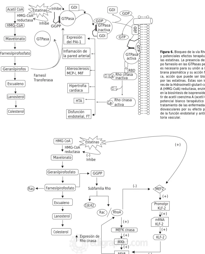 Figura 7. Vía de integración del sistema Rho, NFkB y MEF-2 y su interacción con las estatinas