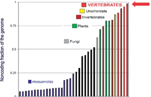Figura 1. Evolución del genoma humano no codificante (A). Mientras que el número  de  genes  codificantes  de  proteínas  se  mantiene  sorprendentemente  similar  desde  las  especies  simples  a  las  complejas,  es  la  parte  no  codificante  del  geno