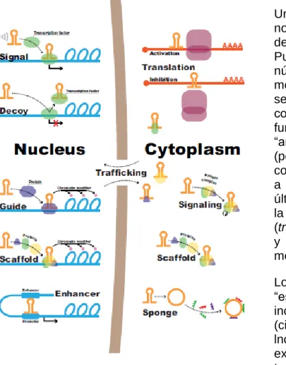 Figura  2.  Ma,  Y.  et  al.  (2015).  Long-non-coding  RNAs,  a  new  important 