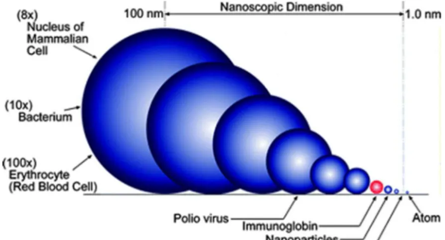 Figure  2.  Comparison  of  size  of  different  biological  entities  and  nanoparticles
