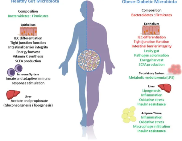 Fig. 21. Compositional and functional alterations in the healthy gut microbiota versus the obese-diabetic microbiota