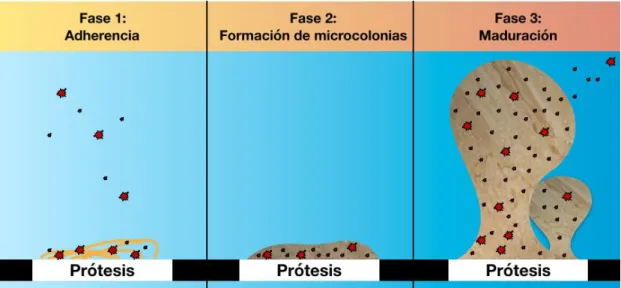 Figura 1. Formación de la biopelícula