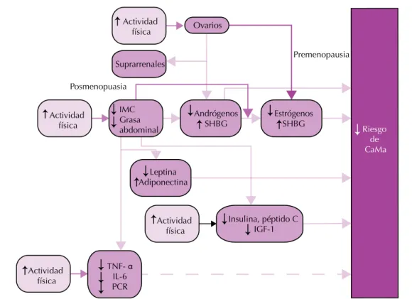 Figura 1.  Mecanismos biológicos de cómo el ejercicio reduce el riesgo de cáncer de mama.