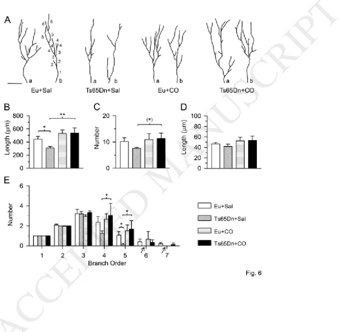 Fig. 7. Effect of treatment with oleic acid and linoleic acid on cultures of neural progenitor cells