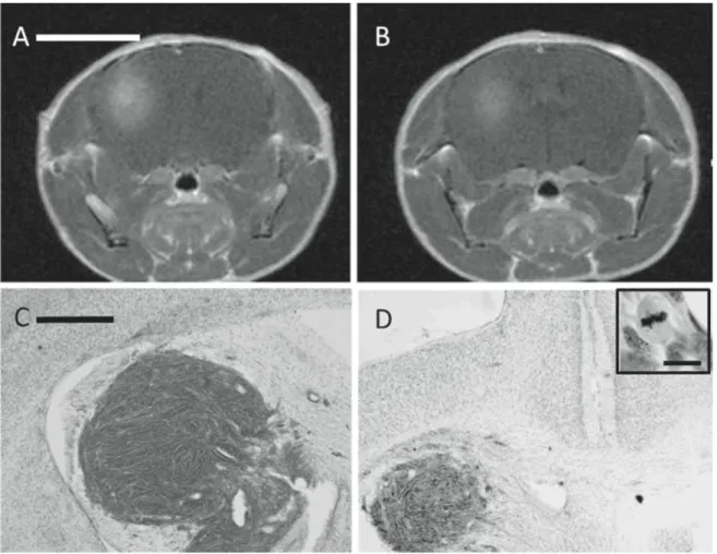 Figure 3. Cell proliferation as seen by MRI and H&amp;E staining. Panels (A), (B), represent Tl-weighted (Gadolinium postcontrast) images 
