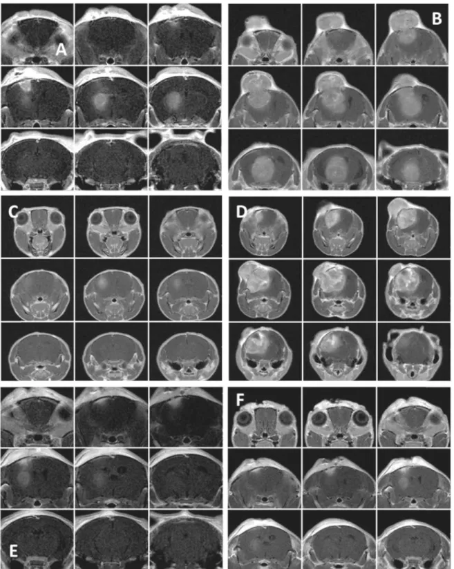 Figure 8. Shows MRI images of mice randomly chosen from groups: control (PBS + Laser) (A), (B), B-GNRs without laser (C), (D) and 