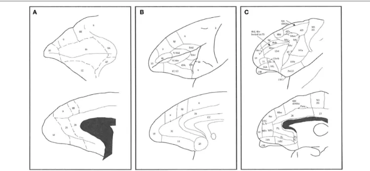 Figure 1 | Schematic illustrating some different interpretations of the number, size, and location of cortical areas in prefrontal cortex of the macaque  monkey