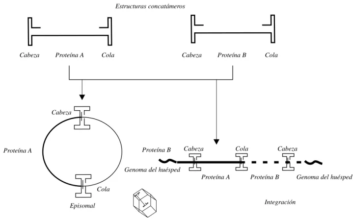 Figura 3. Las estructuras de concatámeros son formadas por la unión cabeza-cola de dos o más genomas de adenoasocidados a través de una recombinación
