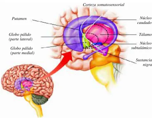 Figura 1. Asas neuronales conectando la cor-