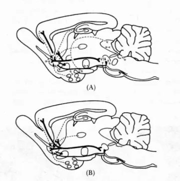 Figura 2. Esquema de un corte sagital del cerebro en el que se muestran los circuitos neuronales sensibles a la  autoadminis-tración de anfetaminas y cocaína (A) o de drogas opioides (E).