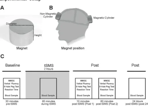 Figure 1. Schematic representation of experimental set up. A. Magnet (MAG60r, Neurek SL, Toledo, Spain)