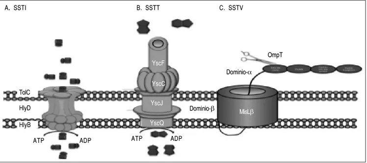 Figura 1. Sistemas de secreción empleados para liberar antígenos heterólogos a través de Salmonella