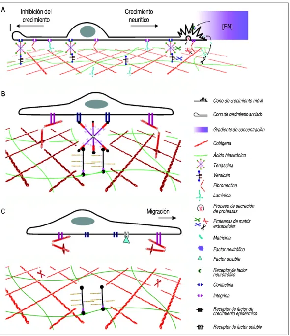 Figura 2. Figura 2. Ensamblaje de algunas proteínas de la matriz extracelular y su papel en la extensión neurítica y la migración celular