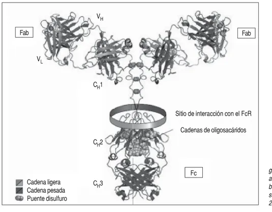 Figura 1. Estructura de la IgG. Por re- re-giones se divide ne dos fragamenos de unión al antígueno (Fab) y un fragmento  cristaliza-ble (Fc) en cuyo dominio C H 2 se unen  oligo-sacáridos