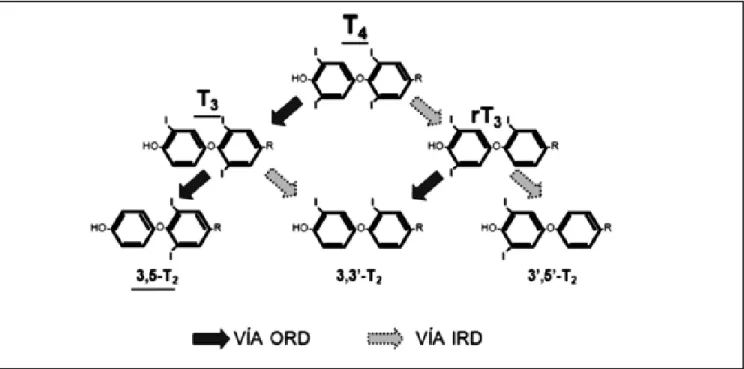 Figura 2. Vías de desyodación de las yodotironinas. A partir de la tetrayodotironina o T4 la desyodación secuencial del anillo externo [vía ORD (outer-ring deiodination)] genera tironinas activas (T3 y 3'5-T2)