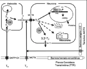 Figura 3. Tráfico y metabolismo de hormonas tiroideas en el sistema nervioso central. Las TH circulantes ingresan al encéfalo y al líquido  cere-broespinal (LCE) a través de los transportadores OATP1C1 y MCT8