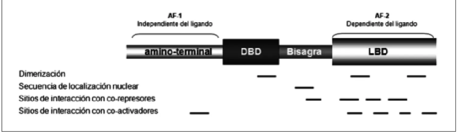 Figura 4. Organización de los dominios funcionales de los receptores de hormonas tiroideas