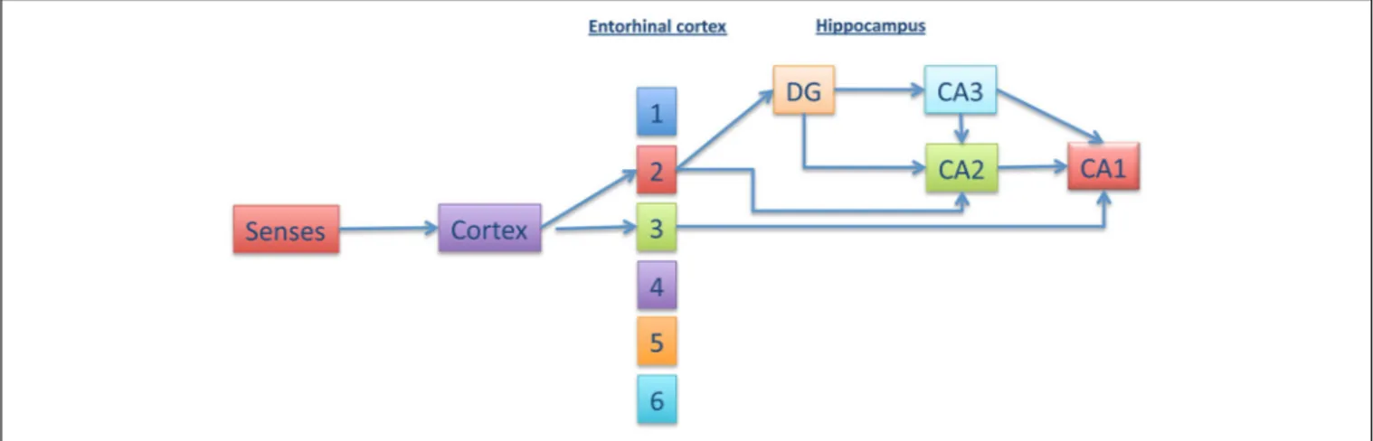FIGURE 1 | Different pathways connecting entorhinal cortex with CA1. Information from the senses is transmitted to the cortex and, afterwards, to the enthorhinal cortex (EC) (upper layers)
