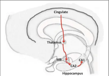FIGURE 2 | From neocortex to hippocampus, by-passing entorhinal cortex: the MB-CA2-CA1 pathway