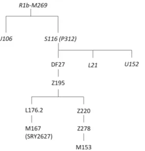 Figure 1.  Simplified phylogenetic tree of the R1b-M269 haplogroup. SNPs in italics were not analyzed in this 