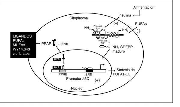 Figura 4. Regulación