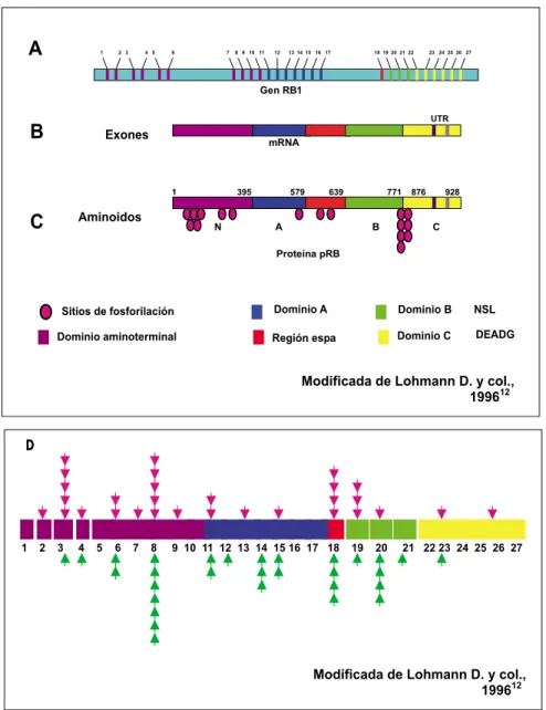 Figura 1. Aspectos moleculares del gen
