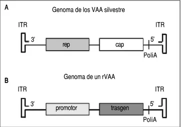 Figura 1. Genoma de los VAA. A. El genoma de los VAA silvestres contienen dos genes virales rep y cap, el sitio de poliadenilación y los ITRs