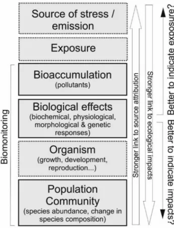 Fig. 4. The biomonitoring chain: from the source of stress to ecological impacts. Measurements closer to the source of stress (e.g
