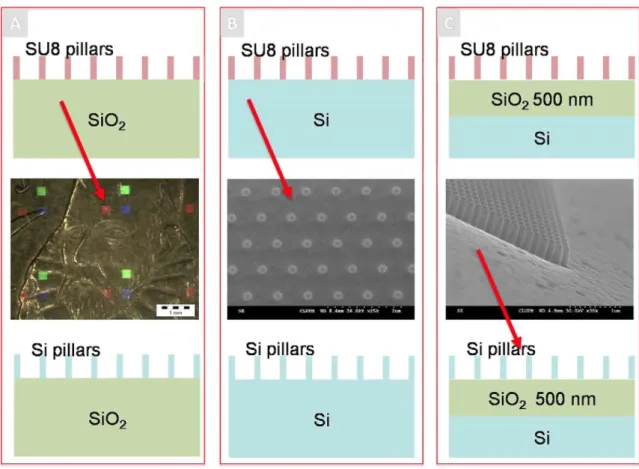 Fig. 1. Micro-nano patterning structures: (A) pillars over Si0 2  substrate, the optical image represents a number of BICELLs made of SU8 nano-pillars over transparent 