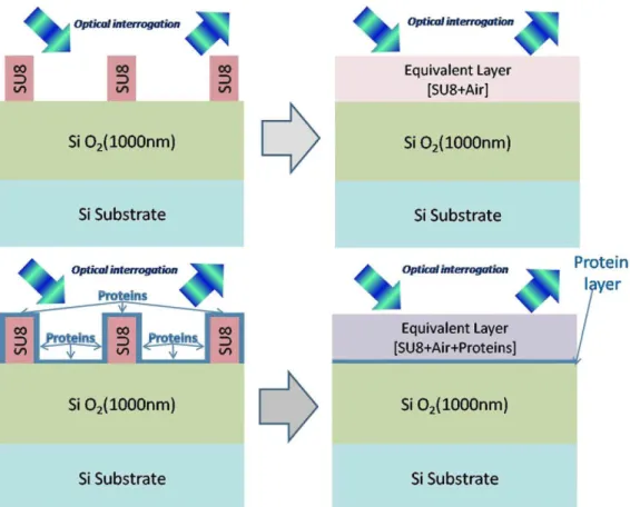 Fig. 3. Schematic representation of the ID model, (a) Real situation and (b) equivalent model (reference and after biofunctionalization)