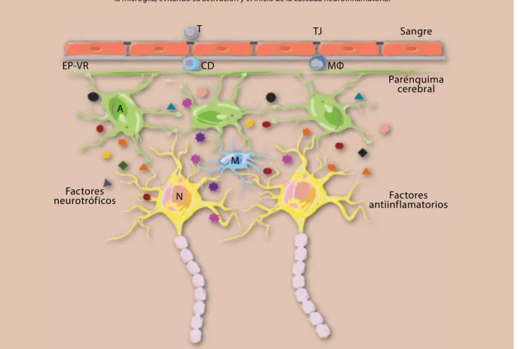Figura 1.  Estructura y organización del SNC y la BHE. En estado fisiológico tanto el astrocito como la neurona  expresan marcadores (CD200, CD22, CD95L, CX3CL1) y secretan tanto factores inmunes (CD95L, CX3CL1, IL-10,  TGFβ) como neurotróficos (NGF, BDNF,
