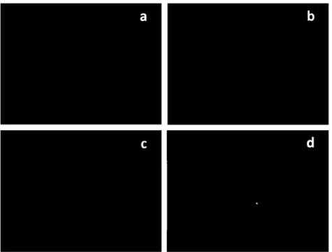 Fig. 9. Fluorescence micrographs (400x) of the AlOO/SBS sample estabilized by sulfur and stored at T= 160 °C, taken at storage times: (a) 26 h; (b) 30 h; (c) 50 h; (d) 72 h